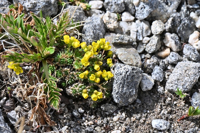 Beavertip Draba photo 6
