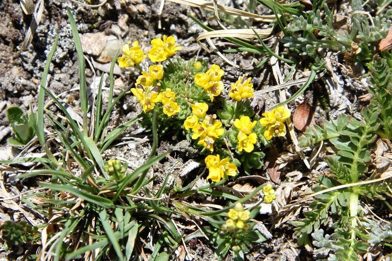 Beavertip Draba photo 7