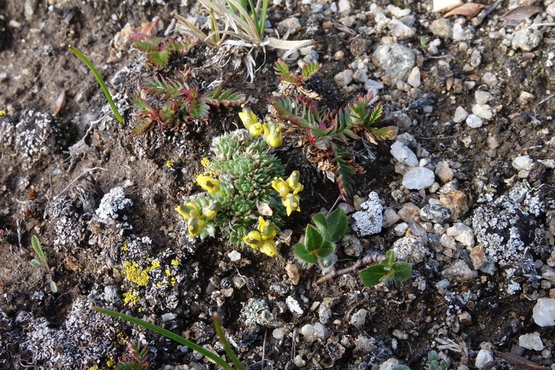 Beavertip Draba photo 8