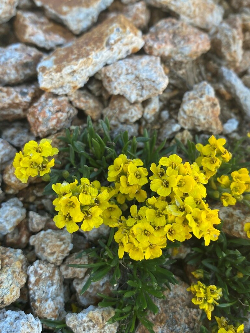 Rocky Mountain Draba