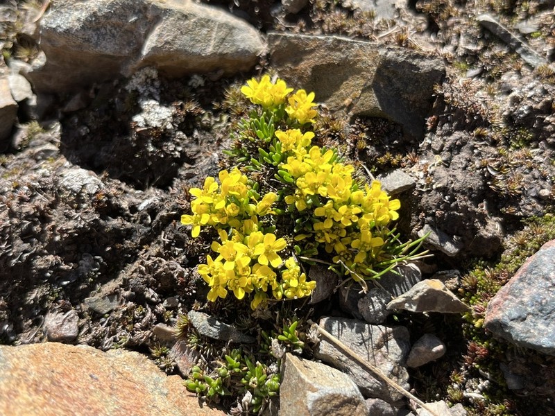 Rocky Mountain Draba photo 2