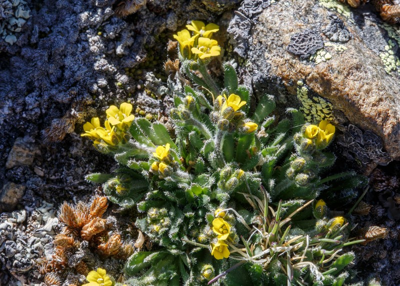 Gray's Draba