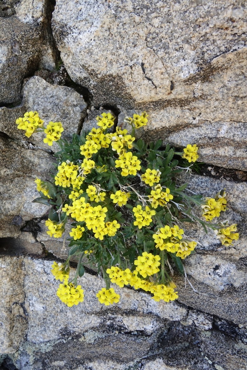 Gray's Draba photo 2