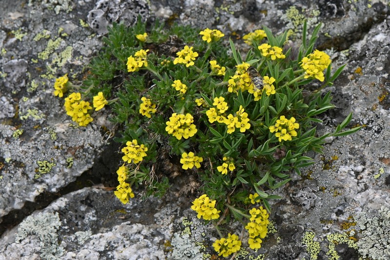 Gray's Draba photo 3