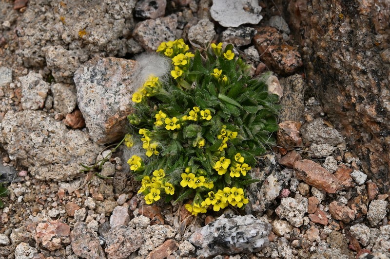 Gray's Draba photo 4