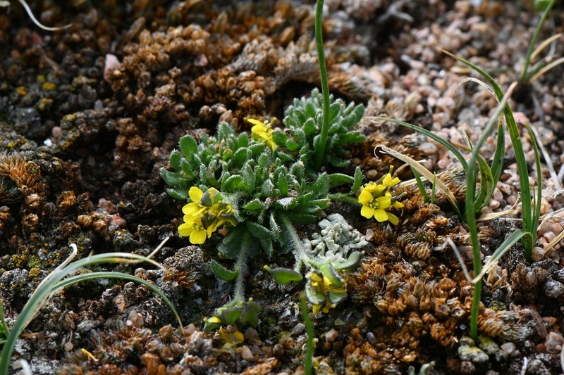 Gray's Draba photo 5