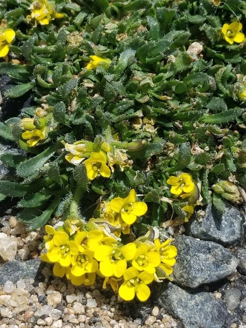 Gray's Draba photo 6