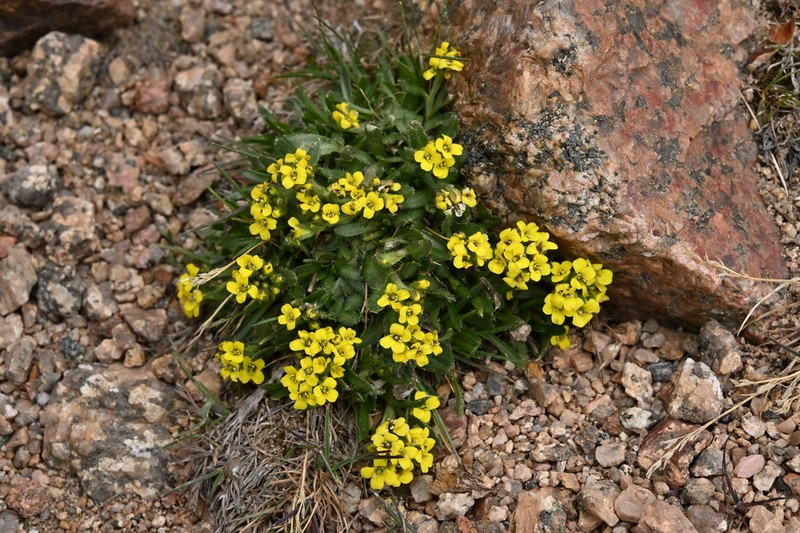 Gray's Draba photo 7