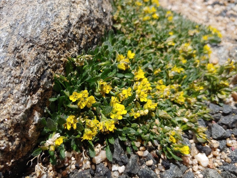 Gray's Draba photo 8