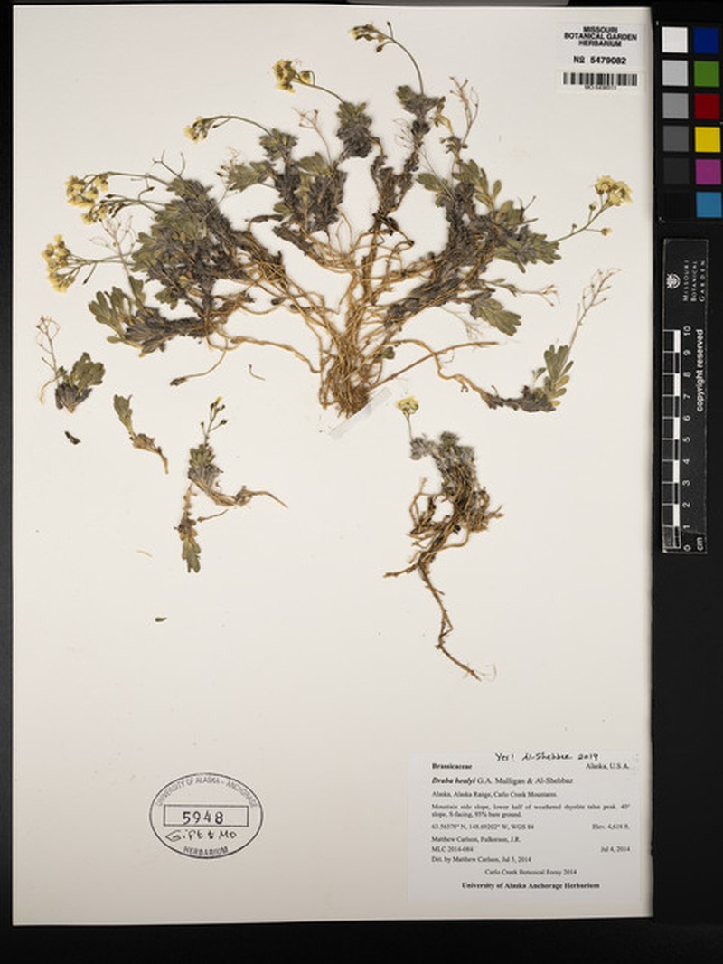 Draba healyi