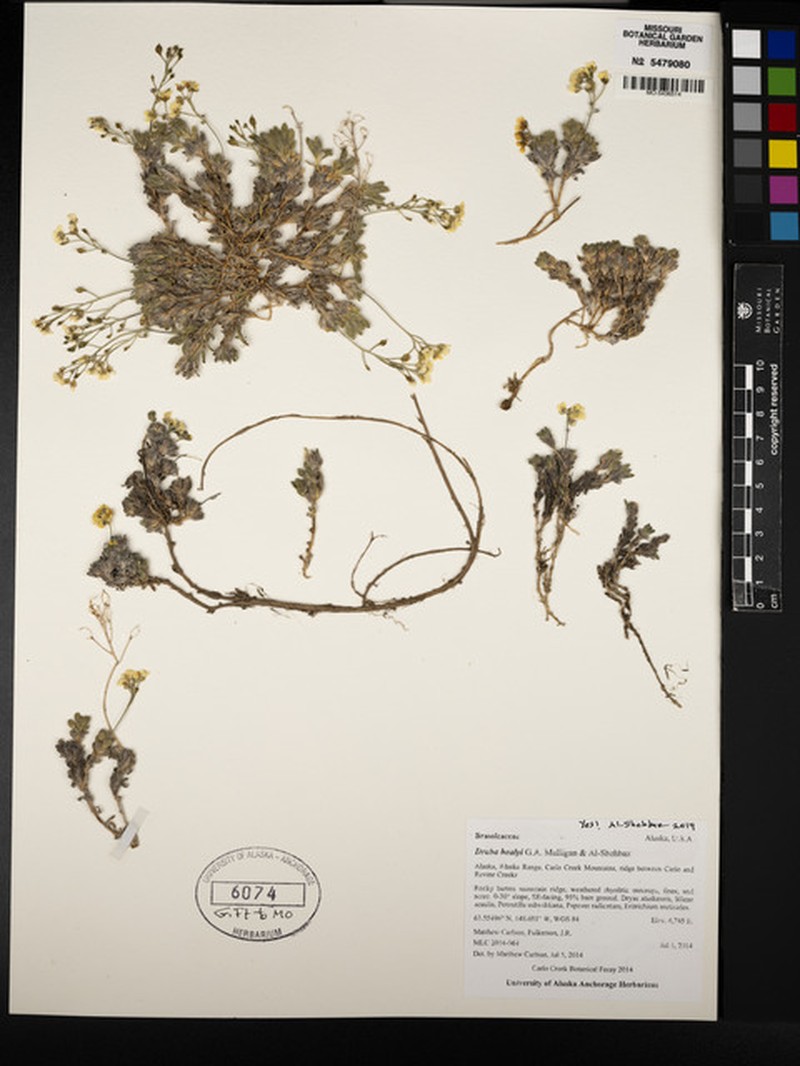 Draba healyi photo 2