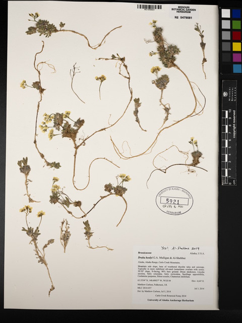 Draba healyi photo 3