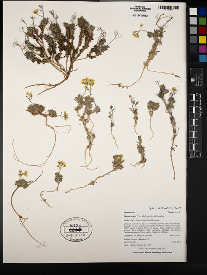 Draba healyi photo 4