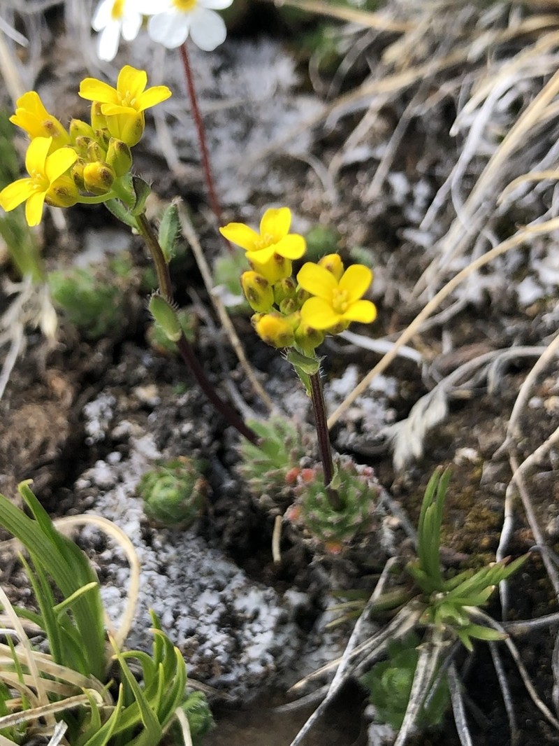 Draba heilii photo 2