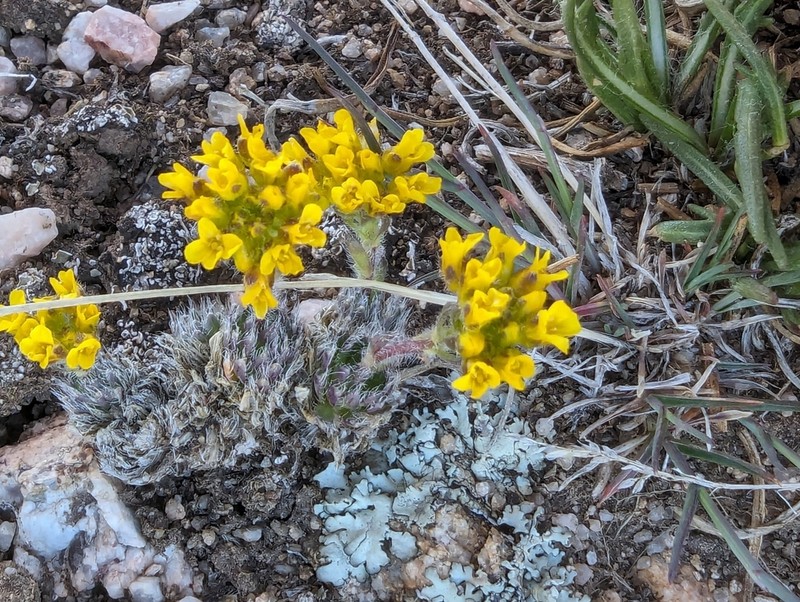 Draba heilii photo 3