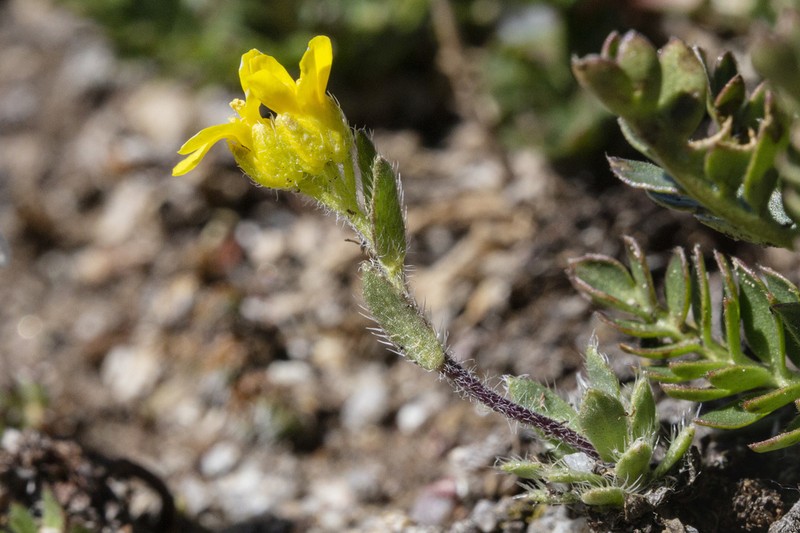 Draba heilii photo 4