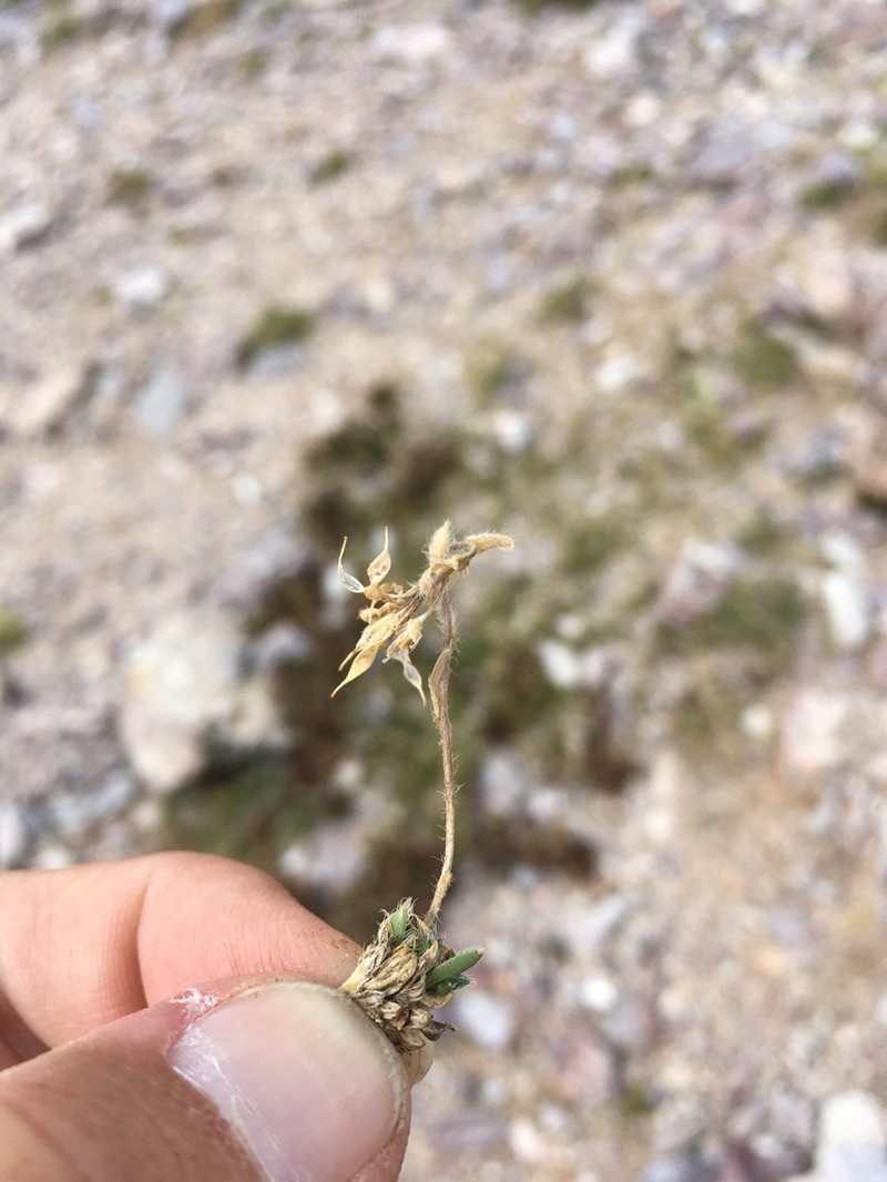 Draba heilii photo 5