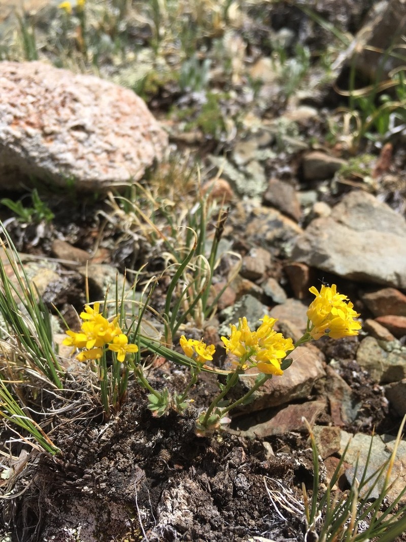 Draba heilii photo 6
