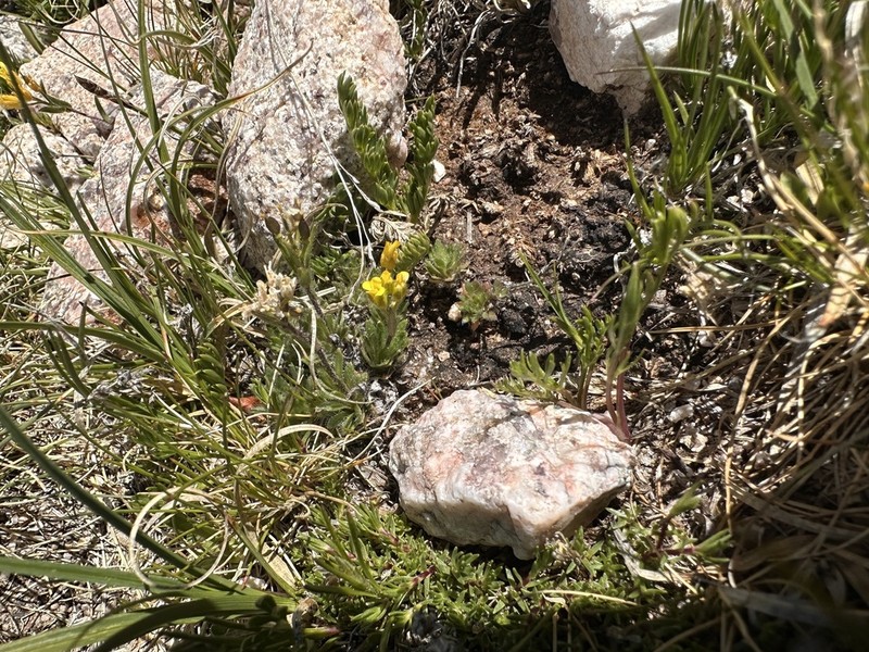 Draba heilii photo 7
