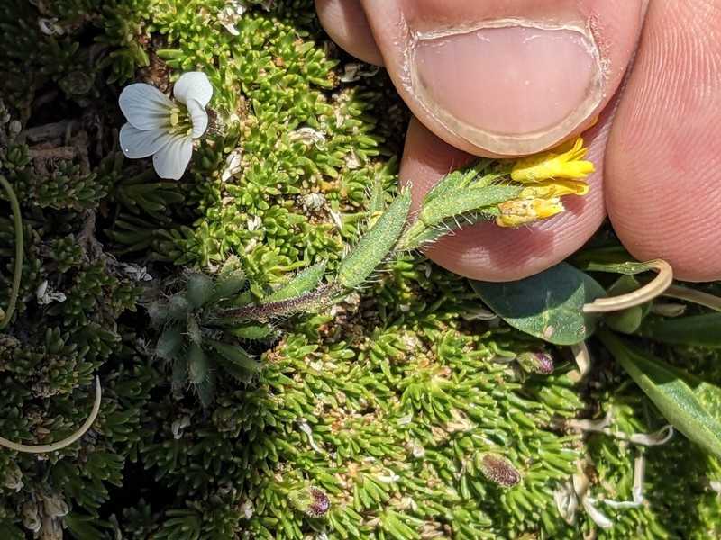 Draba heilii photo 8