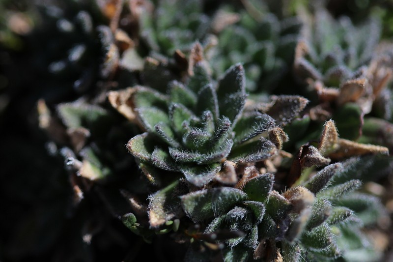 Heller's Draba