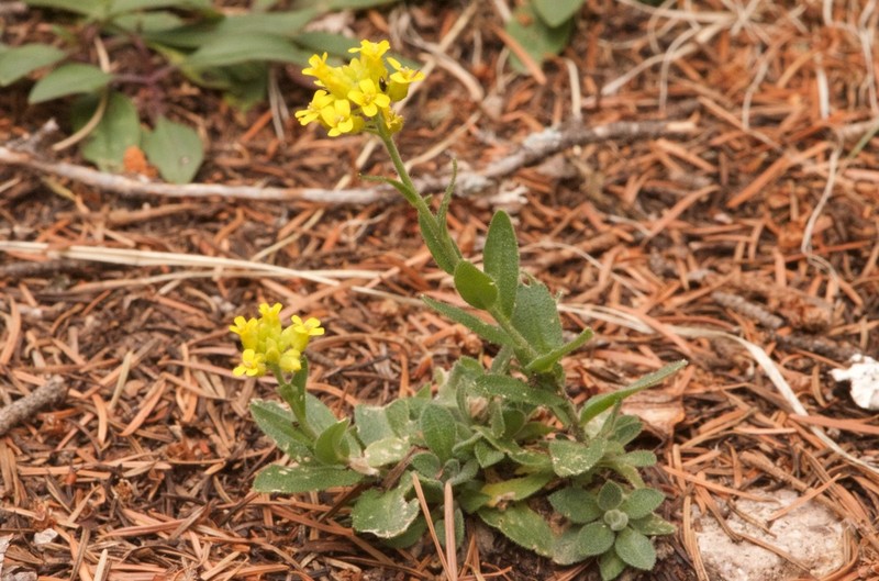 Heller's Draba photo 2