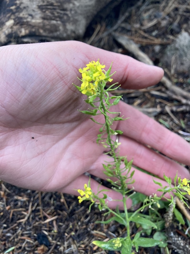 Heller's Draba photo 3