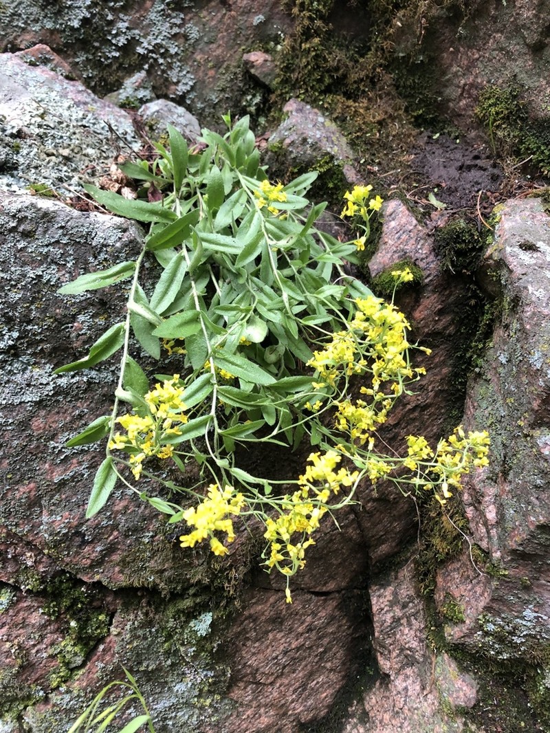 Heller's Draba photo 4
