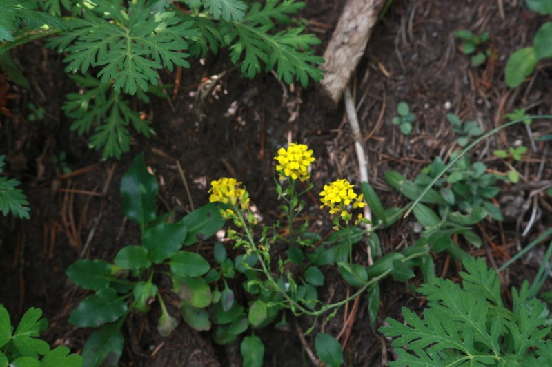 Heller's Draba photo 5