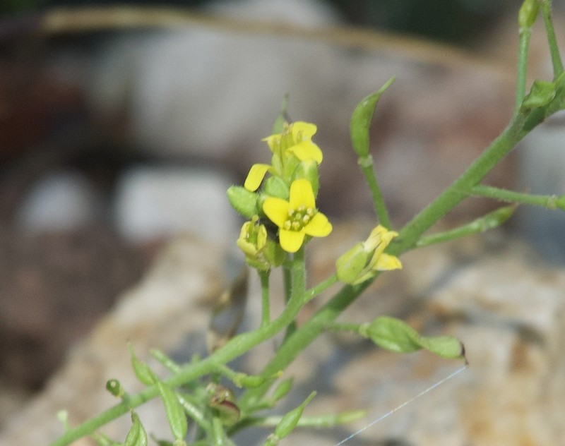 Heller's Draba photo 6