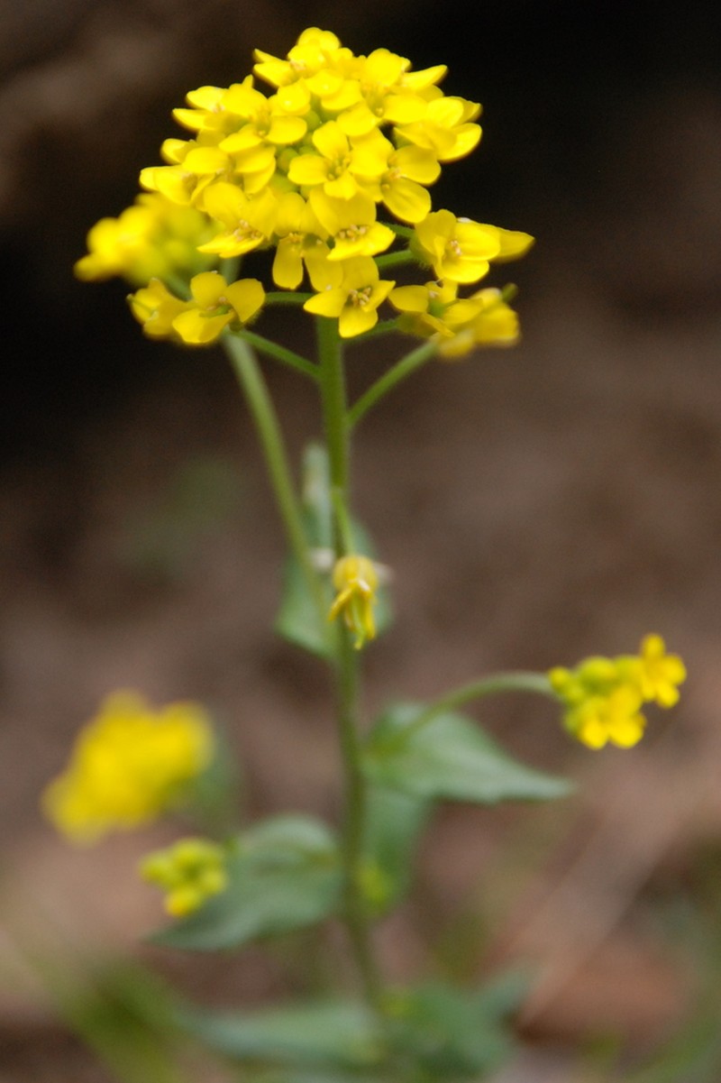 Heller's Draba photo 7