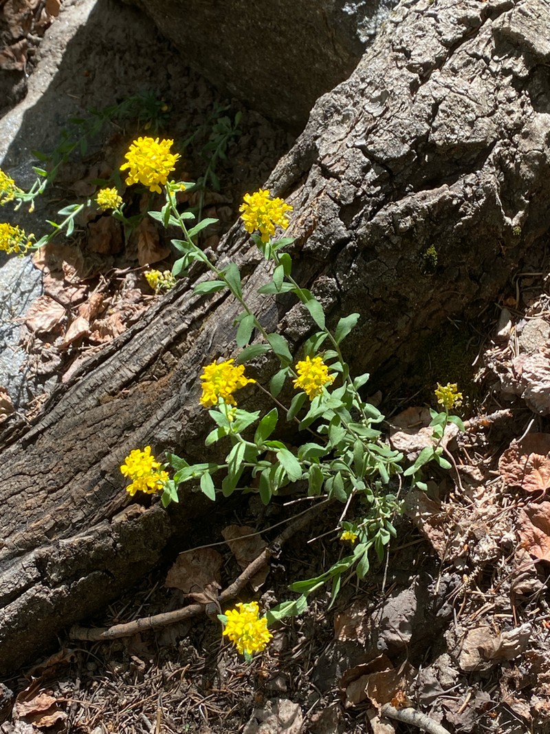 Heller's Draba photo 8