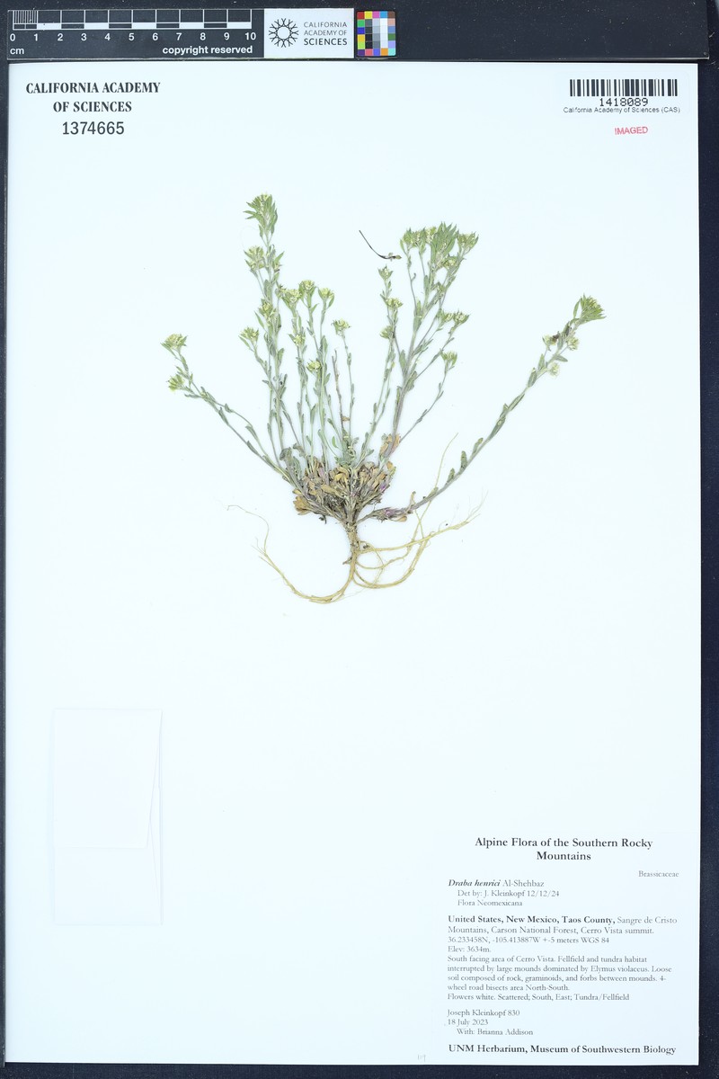 Draba henrici
