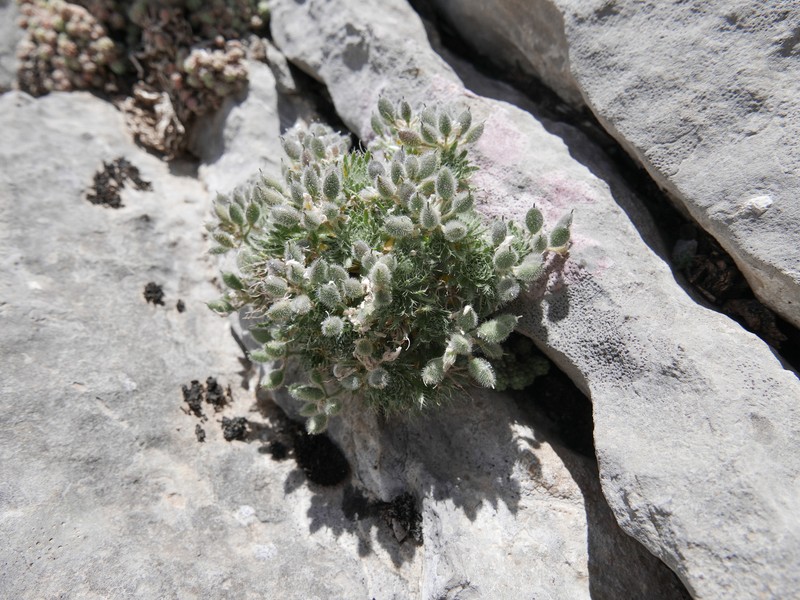 Draba hispanica subsp. hispanica