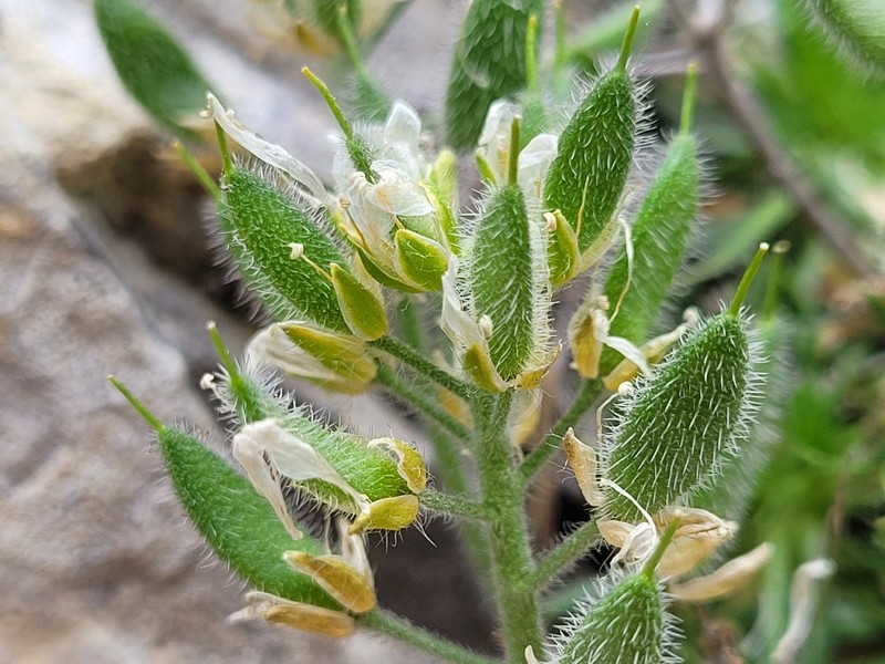 Draba hispanica subsp. hispanica photo 2