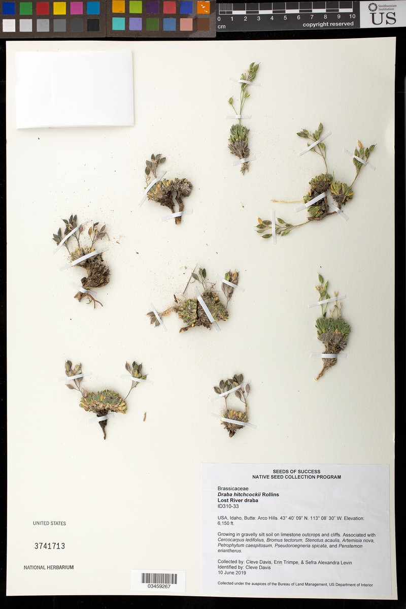Lost River Draba