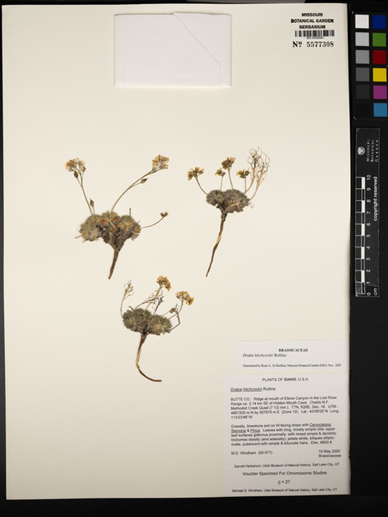 Lost River Draba photo 2