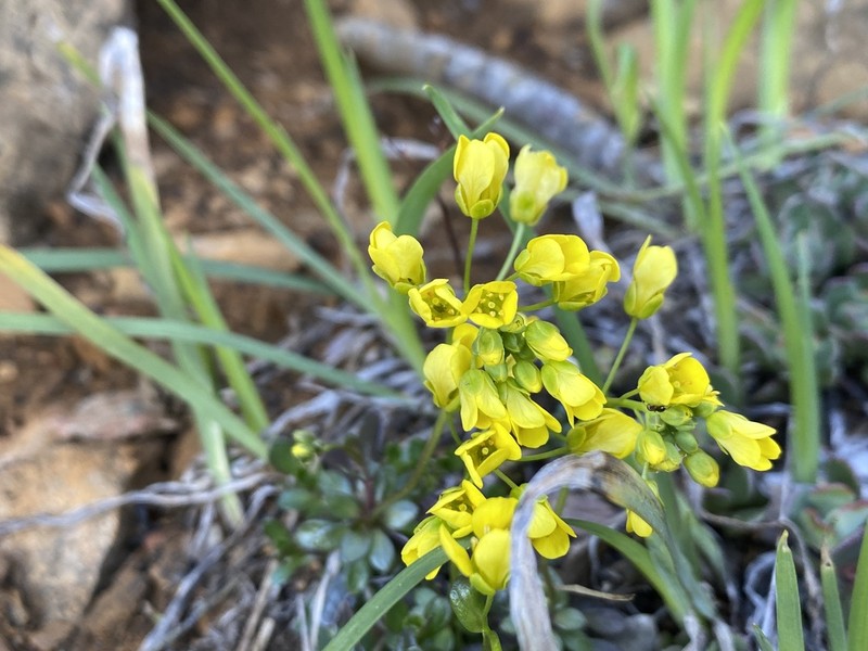 Rosette Draba