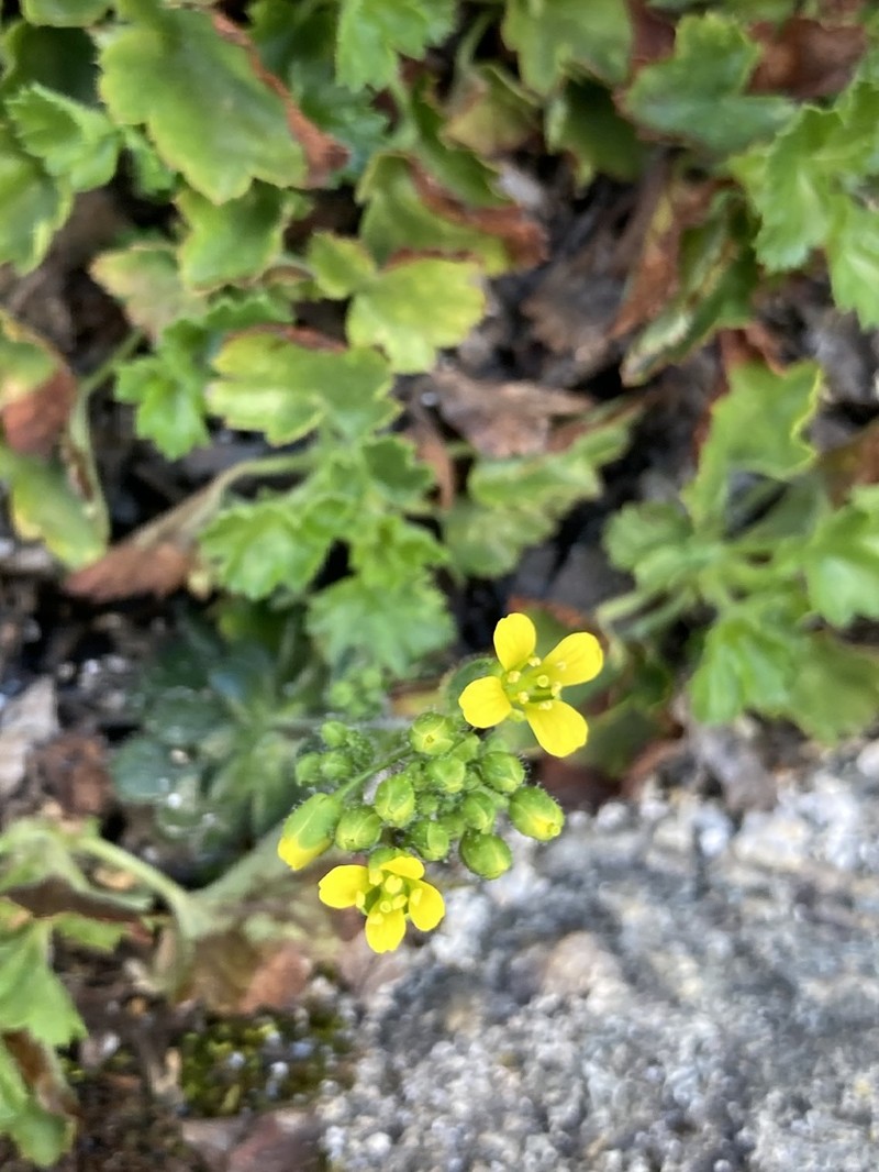 Rosette Draba photo 2