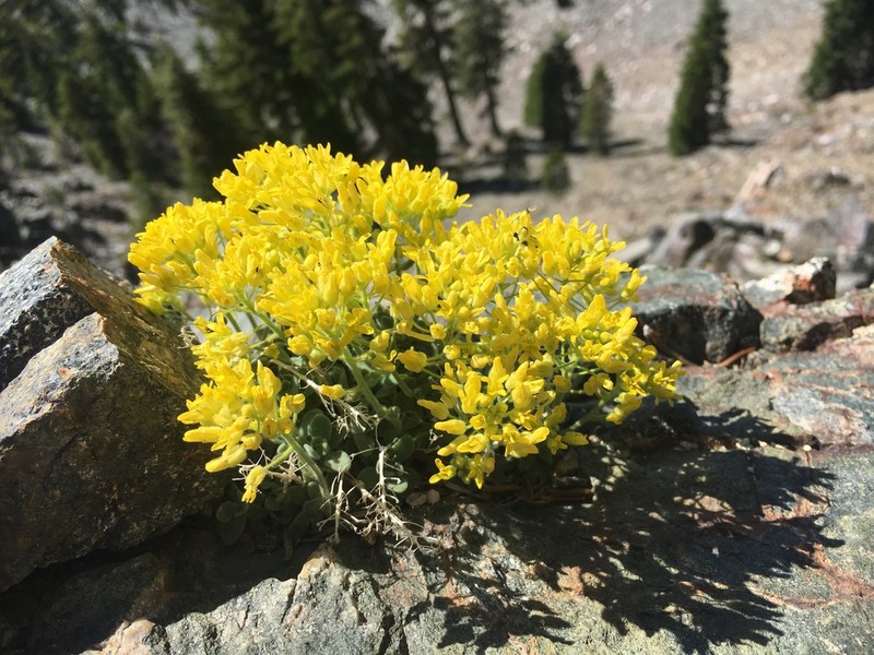 Rosette Draba photo 3