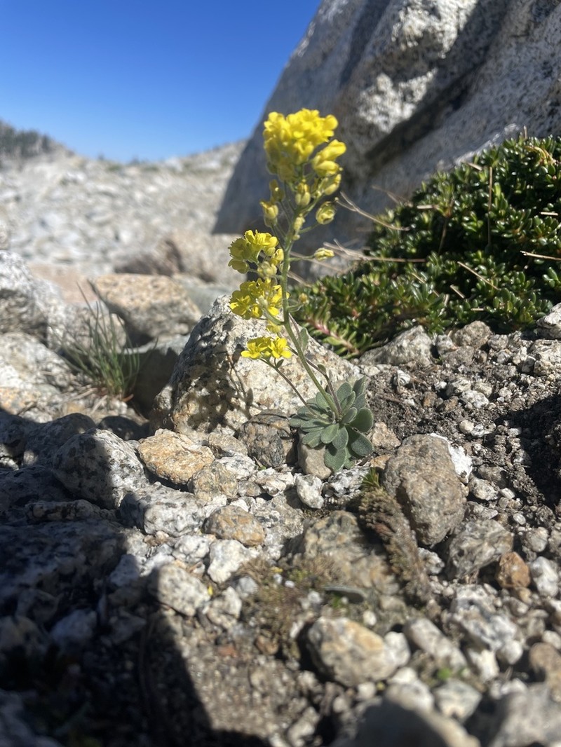 Rosette Draba photo 4