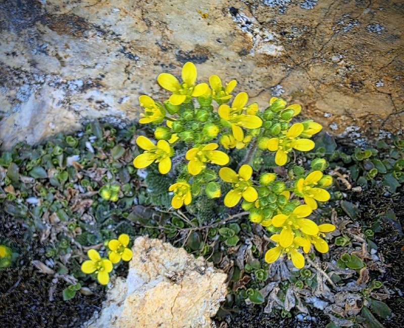 Rosette Draba photo 5