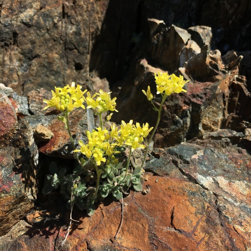Rosette Draba photo 6