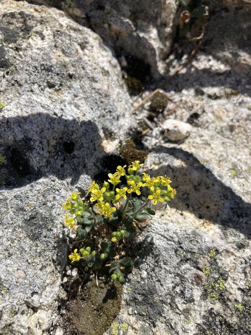 Rosette Draba photo 7