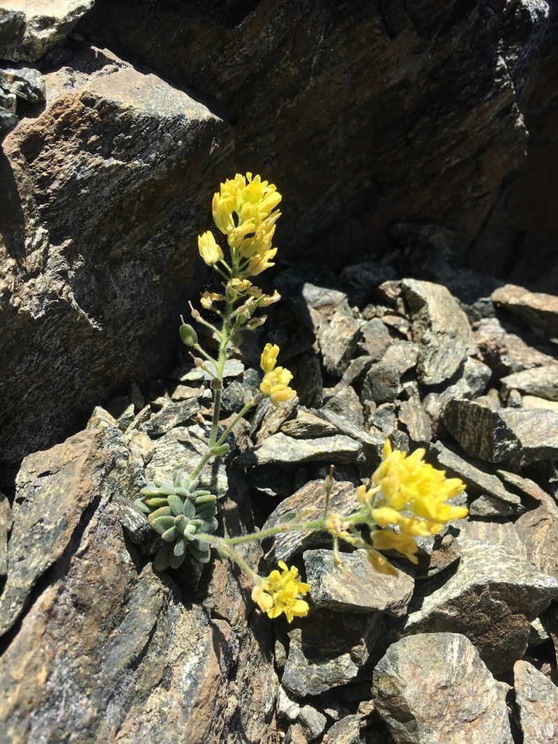 Rosette Draba photo 8