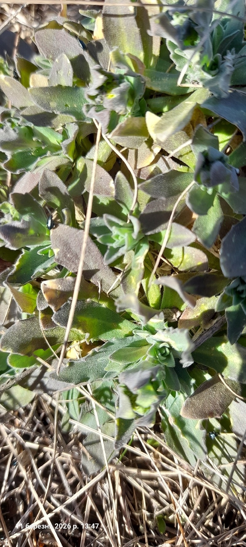 North Pacific Draba