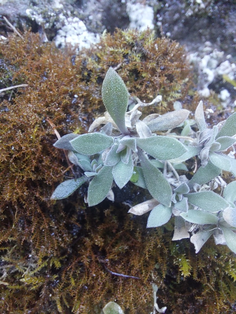 North Pacific Draba photo 2