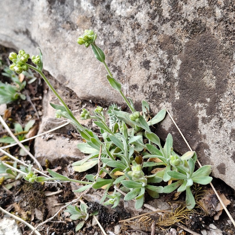 North Pacific Draba photo 3