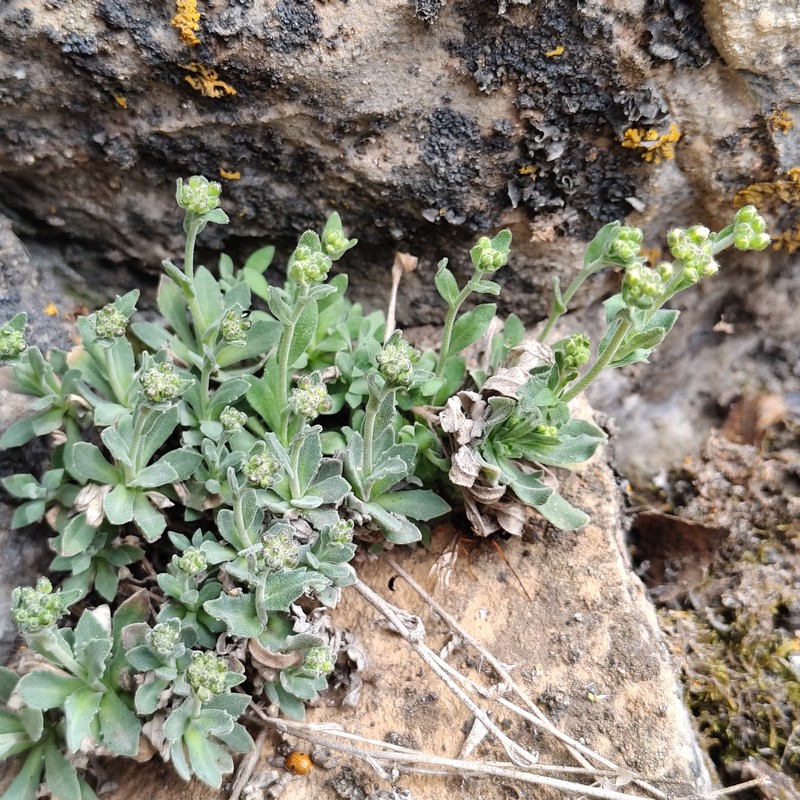 North Pacific Draba photo 4