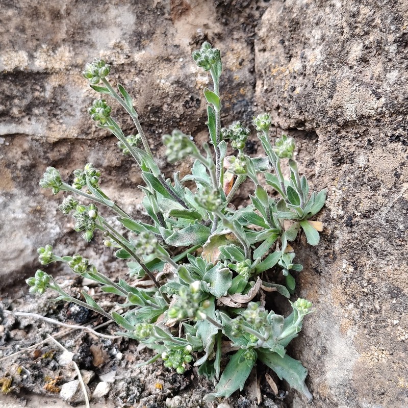 North Pacific Draba photo 5